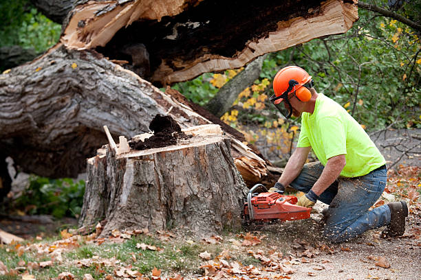 Best Leaf Removal  in Harmony, RI