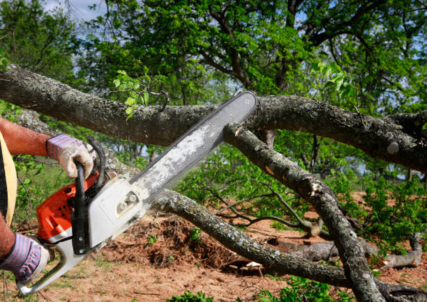 Best Tree Cabling and Bracing  in Harmony, RI